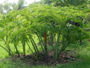 Lifestyle - Cây dại ở bờ mương xưa ăn "cứu đói", nay thành đặc sản khoái khẩu có hương vị đặc biệt, dân thành phố thích mê