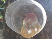 Sức khỏe - Thứ lấy từ trên cây xuống thành đặc sản, giá 300.000 đồng/kg dân thành phố săn lùng, "thần dược" cho sức khỏe