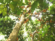 Sức khỏe - Quả dại xưa rụng đầy gốc không ai biết đến, nay thành đặc sản ở thành phố giá 40.000 đồng/kg, tốt cho sức khỏe