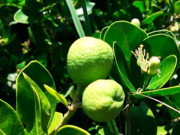 Tiêu dùng - Loại quả xưa không ai ngó ngàng, nay thành đặc sản có hương vị lạ dân thành phố tranh nhau mua