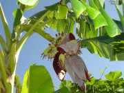 Lifestyle - Món nhà nghèo xưa ăn "cứu đói", nay thành đặc sản khoái khẩu có hương vị lạ, dân thành phố thích mê