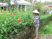 Sức khỏe - Cây dại mọc bờ rào thành đặc sản có hương vị lạ, dân thành phố tranh nhau mua, tốt cho sức khoẻ