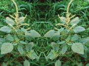 Tiêu dùng - Cây dại mọc ven đường, xưa ăn "cứu đói" nay thành đặc sản dân thành phố tranh nhau mua, 80.000 đồng/kg