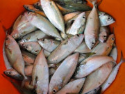 Lifestyle - Đặc sản có tên vô cùng lạ, xưa giá rẻ như cho nay thành món ăn khoái khẩu, dân thành phố ưa chuộng