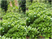 Tiêu dùng - Cây dại mọc bờ bụi có tên rất lạ, xưa ăn "cứu đói" nay thành đặc sản dân thành phố tranh nhau mua, 50.000 đồng/kg