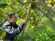 Tin tức - Lão nông xứ Nghệ tiết lộ bí quyết chống rụng cam đặc sản