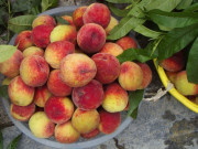 Tiêu dùng - Loại quả xưa không ai ăn, giá rẻ như cho nay thành đặc sản dân thành phố "săn lùng", 70.000 đồng/kg