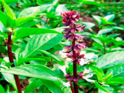 Sức khỏe - Cây dại ở bờ bụi có mùi thơm đặc biệt, nay bán 50.000 đồng/kg thành đặc sản nổi tiếng ở thành phố, lợi ích khó tin