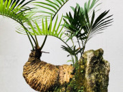 Tin tức - Cây dại ở bờ bụi lên chậu thành bonsai có dáng thế đẹp lạ, mang lại may mắn và bình an, có cây được trả giá 1 tỷ đồng