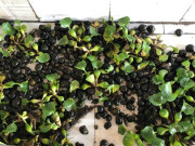 Tiêu dùng - Đặc sản có tên rất lạ, xưa dành cho "người nghèo" nay thành món khoái khẩu dân thành phố tranh nhau mua, 150.000 đồng/kg