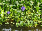 Sức khỏe - Cây dại ở bờ ao, xưa hái cho lợn ăn nay thành đặc sản nổi tiếng giá 130.000 đồng/kg, được ví như "siêu thực phẩm"