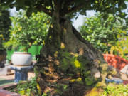 Cây ăn quả quen thuộc thành bonsai trưng Tết, vừa đẹp vừa mang lại sự sung túc và no đủ, có cây giá hàng trăm triệu đồng