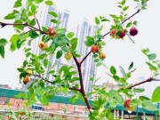 Sức khỏe - Loại quả xưa rụng đầy không ai biết đến, nay thành đặc sản giá 180.000 đồng/kg, được ví như "thuốc bổ tự nhiên"