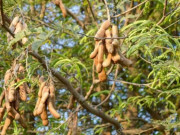 Sức khỏe - Loại quả xưa không ai ăn, nay thành đặc sản nổi tiếng ở thành phố giá 150.000 đồng/kg, có thể chữa "bách bệnh"