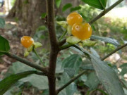 Tiêu dùng - Loại quả xưa "nhà nghèo" mới ăn, nay thành đặc sản có hương vị lạ được người thành phố ưa chuộng, 30.000 đồng/kg