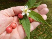 Lifestyle - Loại quả xưa dành cho "người nghèo", nay thành đặc sản dân thành phố săn tìm khi đến mùa, hương vị đặc biệt