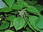 Lifestyle - Cây dại mọc bờ bụi có tên rất lạ, xưa không ai biết đến nay làm thành món đặc sản nổi tiếng, hương vị đặc biệt