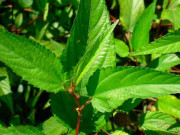 Sức khỏe - Cây dại có tên lạ, xưa dành cho "người nghèo" nay thành đặc sản dân thành phố ưa chuộng, tốt cho sức khoẻ