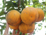 Tiêu dùng - "Đặc sản tiến vua" cam Xã Đoài 80.000 đồng/quả, nhà vườn không dám chốt đơn Tết