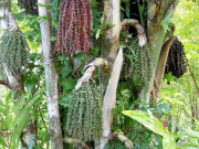 Lifestyle - Đặc sản có tên lạ, xưa không ai ăn nay dân thành phố "săn lùng" khắp nơi vì hương vị đặc biệt, vừa ngon vừa hiếm