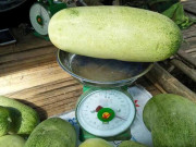 Sức khỏe - Loại quả xưa dành cho "người nghèo", nay thành đặc sản dân thành phố ưa chuộng giá 40.000 đồng/kg, tốt cho sức khoẻ