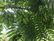 Sức khỏe - Loại quả dại xưa rụng đầy không ai ngó ngàng, giờ thành món đặc sản khoái khẩu ở thành phố, tốt cho sức khỏe