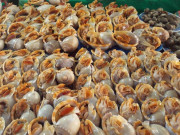Lifestyle - Đặc sản có tên vô cùng lạ, xưa rẻ như cho nay dân thành phố ưa chuộng vì hương vị đặc biệt, giá đắt đỏ