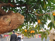 Cây ăn quả quen thuộc lên chậu thành bonsai, vừa lạ vừa có ý nghĩa phong thuỷ, có cây được định giá 5 tỷ đồng