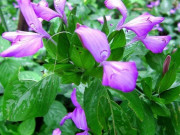 Tiêu dùng - Cây dại mọc bờ bụi có tên rất lạ, xưa không ai biết nay thành đặc sản nổi tiếng được ưa chuộng, 300.000 đồng/kg