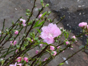 Tin tức - Đào Nhật Tân khoe sắc, xuống phố phục vụ người dân chơi Tết sớm