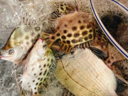 Tiêu dùng - Đặc sản có tên vô cùng lạ, xưa người nghèo mới ăn nay dân thành phố "săn lùng" vì hương vị đặc biệt, 250.000 đồng/kg