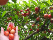 Sức khỏe - Loại quả dại xưa rụng đầy không ai ngó ngàng, giờ thành món đặc sản khoái khẩu ở thành phố, tốt cho sức khoẻ