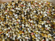 Lifestyle - Đặc sản xưa dành cho "người nghèo",  nay dân thành phố tranh nhau mua vì hương vị lạ, càng ăn càng mê