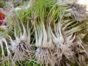 Sức khỏe - Đặc sản có tên rất lạ, xưa giá rẻ như cho nay dân thành phố ưa chuộng vào dịp Tết giá 110.000 đồng/kg, tốt cho sức khỏe