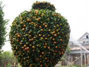 Chưa đến Tết, quýt bình hút lộc khổng lồ giá chục triệu đồng đã cháy hàng