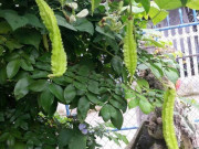 Tiêu dùng - Loại quả leo bờ rào có tên lạ, xưa không ai biết đến nay thành đặc sản được "săn lùng" vì hương vị đặc biệt, 70.000 đồng/kg