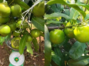 Sức khỏe - Loại quả xưa không ai biết đến, nay thành đặc sản có hương vị lạ giá 350.000 đồng/kg, tốt cho sức khoẻ