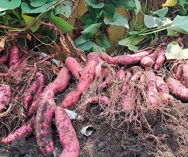 Khoai lang vốn là món ăn cứu đói của người dân nghèo ở dải đất miền Trung từ xưa