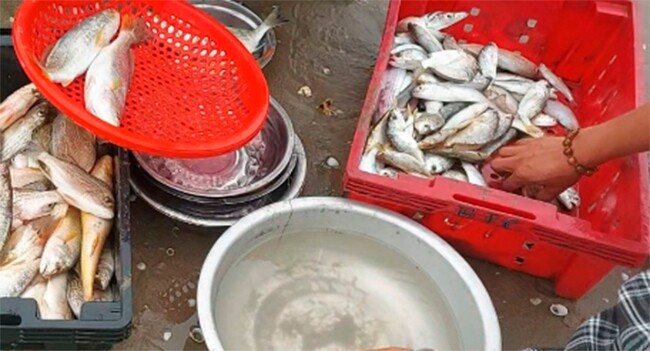 Những mớ cá vặt từng gắn với tuổi thơ của biết bao thế hệ lớn lên ở các miền quê nghèo, đặc biệt là ở các tỉnh miền Trung