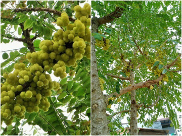 Loại quả mọc dại xưa chín rụng đầy, nay thành đặc sản nổi tiếng ở thành phố, giàu vitamin tốt cho sức khoẻ