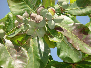 Loại quả xưa không ai ăn, giờ thành món đặc sản có hương vị lạ giá 500.000 đồng/kg, tốt cho sức khoẻ