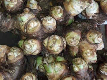 "Underground treasure" was once a dish of the poor, now it is a famous and healthy specialty.