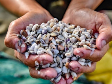 Đặc sản tên vô cùng lạ, mỗi năm chỉ có một mùa, nay dân thành phố ưa chuộng vì hương vị đặc biệt, 150.000 đồng/kg