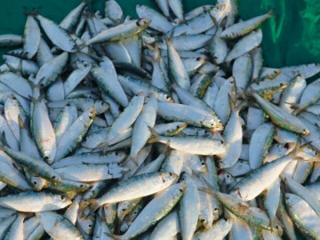 Đặc sản mỗi năm chỉ có một mùa, xưa giá rẻ như cho nay phơi khô bán 140.000 đồng/kg, rất được ưa chuộng, tốt cho sức khoẻ