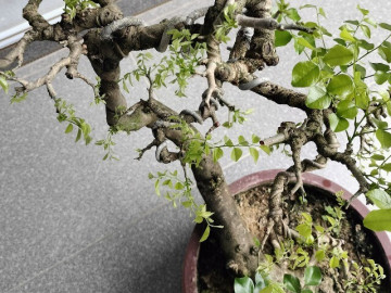 Cây dại nhìn như củi khô lên chậu thành bonsai đẹp lạ, giá 1 tỷ chủ nhân cũng không bán, giới chơi cây săn lùng
