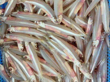 Đặc sản tên vô cùng lạ, xưa dành cho người nghèo nay phơi khô bán 400.000 đồng/kg, dân thành phố ưa chuộng