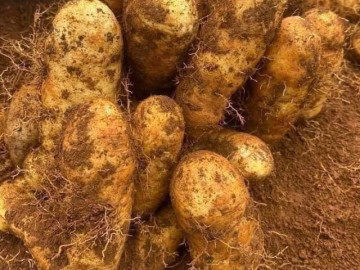 Báu vật dưới lòng đất xưa dành cho người nghèo, nay thành đặc sản nổi tiếng khắp nơi, tốt cho sức khoẻ