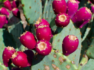 Loại quả mọc dại tưởng không ăn được, nay thành đặc sản có giá đắt đỏ, dân thành phố ưa chuộng