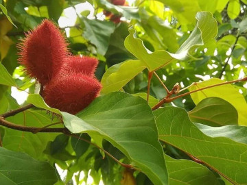 Loại quả xưa có đầy không ai ngó ngàng, giờ thành đặc sản nổi tiếng dân thành phố ưa chuộng, 100.000 đồng/kg