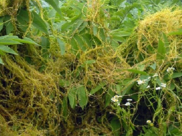 Cây dại leo hàng rào có tên vô cùng lạ, nay thành đặc sản nổi tiếng dân thành phố tranh nhau mua, 120.000 đồng/kg